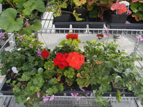 geraniums geraniums